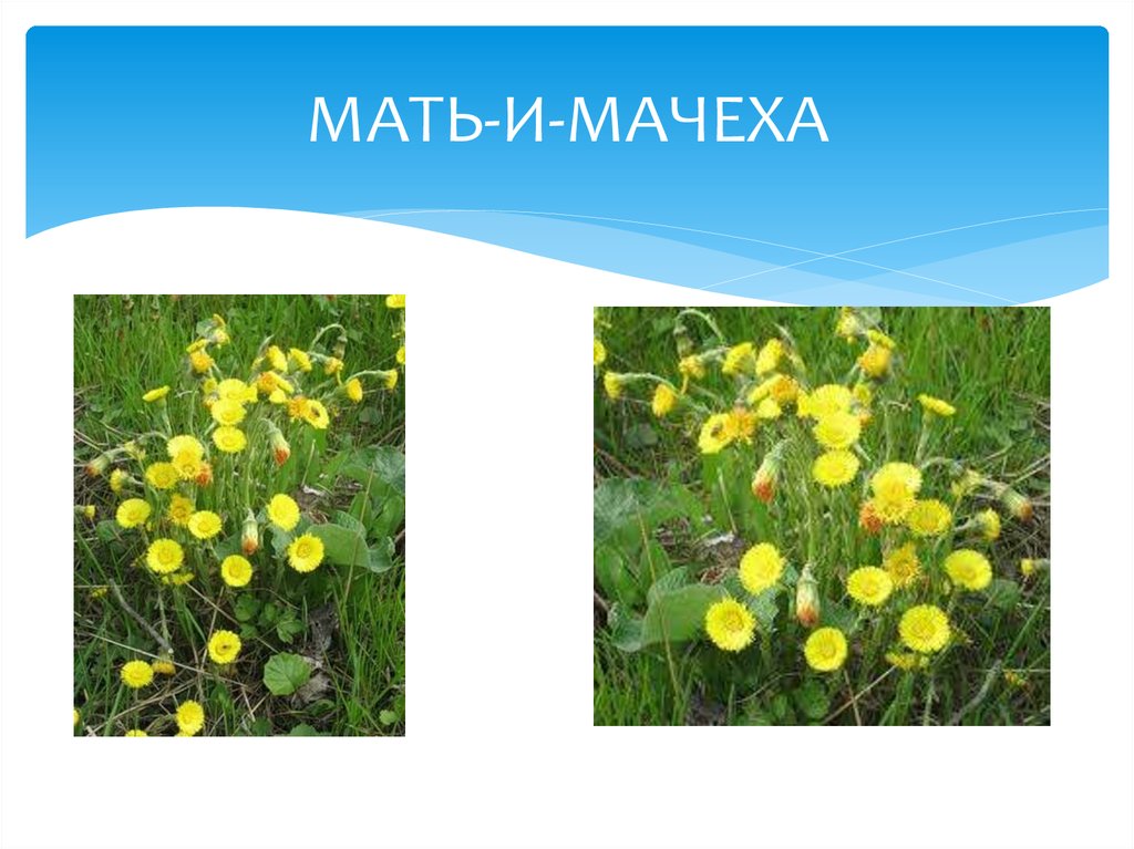 МАТЬ-И-МАЧЕХА