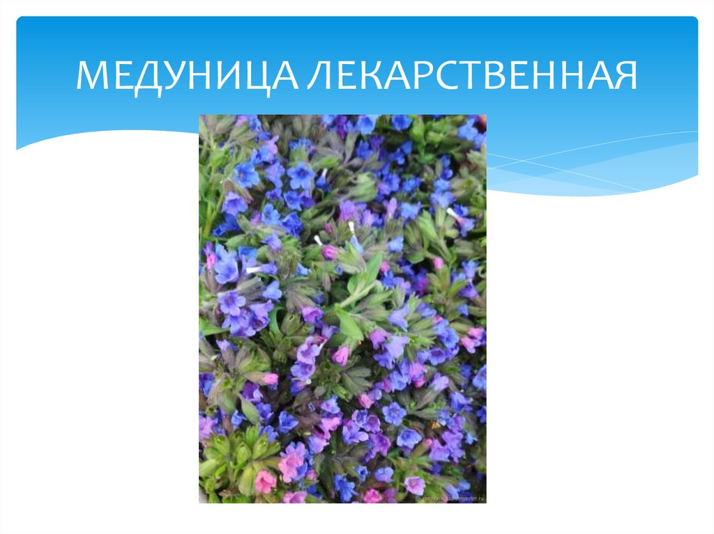 МЕДУНИЦА ЛЕКАРСТВЕННАЯ