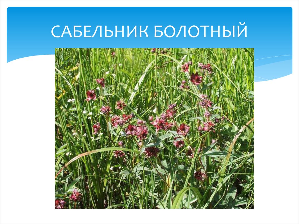 САБЕЛЬНИК БОЛОТНЫЙ