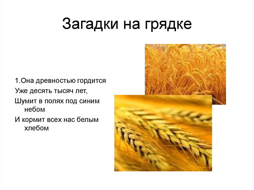 Не шуми ты рожь. Загадка про пшеницу. Загадка про пшеницу для детей. Загадка про рожь для детей. Загадки про зерновые культуры.