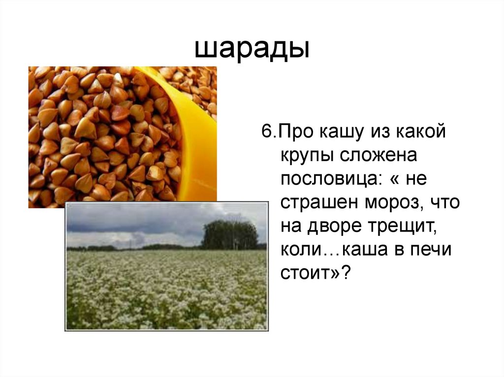 Гречневая каша пословица. Загадки на тему крупы. Загадки про кашу. Загадки про крупы. Загадки на тему крупа.