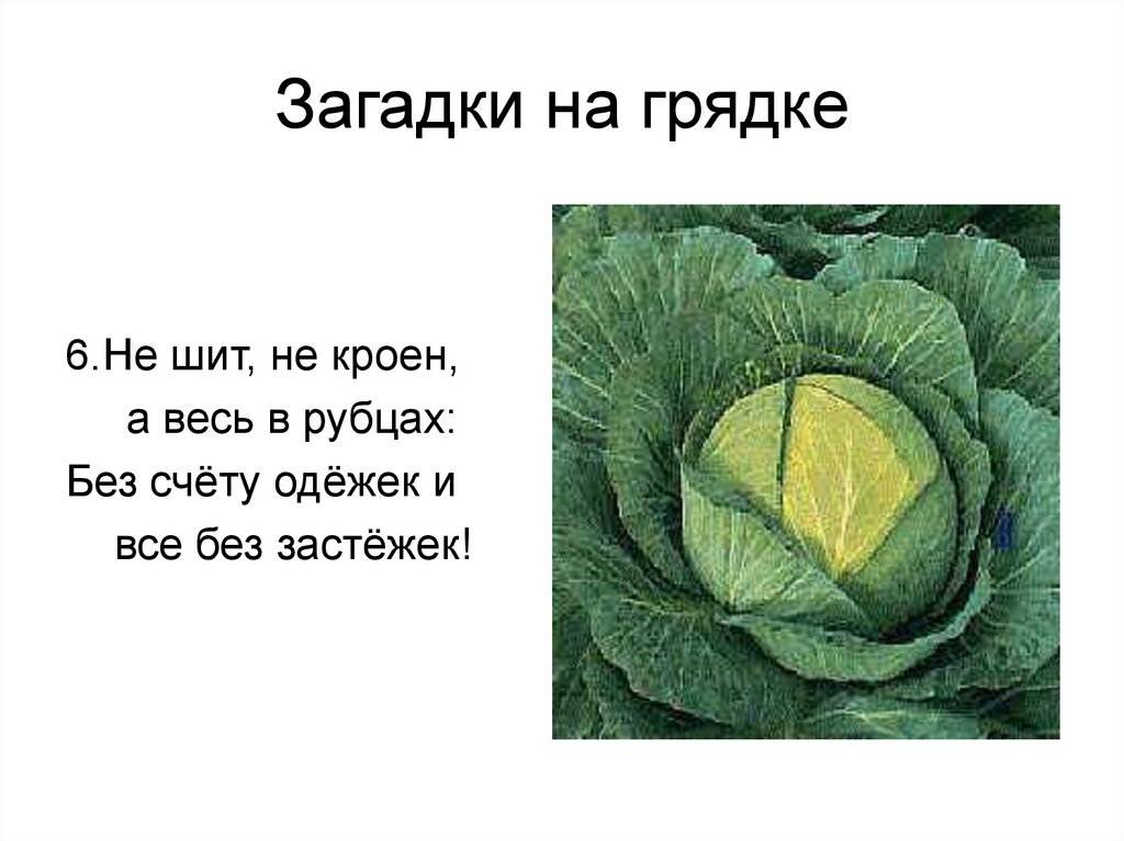 Одежек и все без застежек загадка. Загадки про культурные растения. Загадки на тему культурные растения. 5 Загадок о культурных растениях. Загадки с грядки.