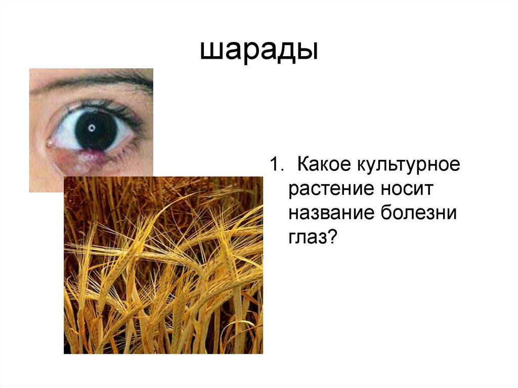 Носит название. Загадки на тему культурные растения. Загадки про культурные растения. Культурное растение которое носит название болезни глаз. Загадки для детей про культурные растения.