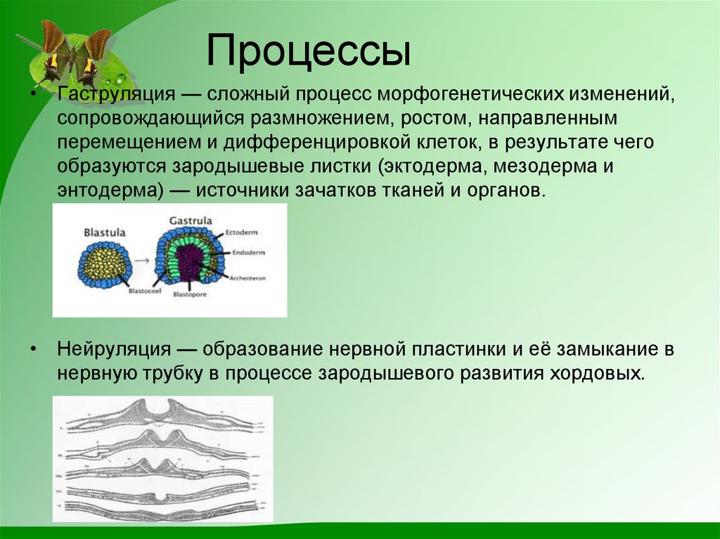 Процесс сопровождающийся. Процесс гаструляции. Морфогенетические процессы гаструляции. Гаструляция (механизмы и системы регуляции). Морфогенетические процессы при гаструляции.