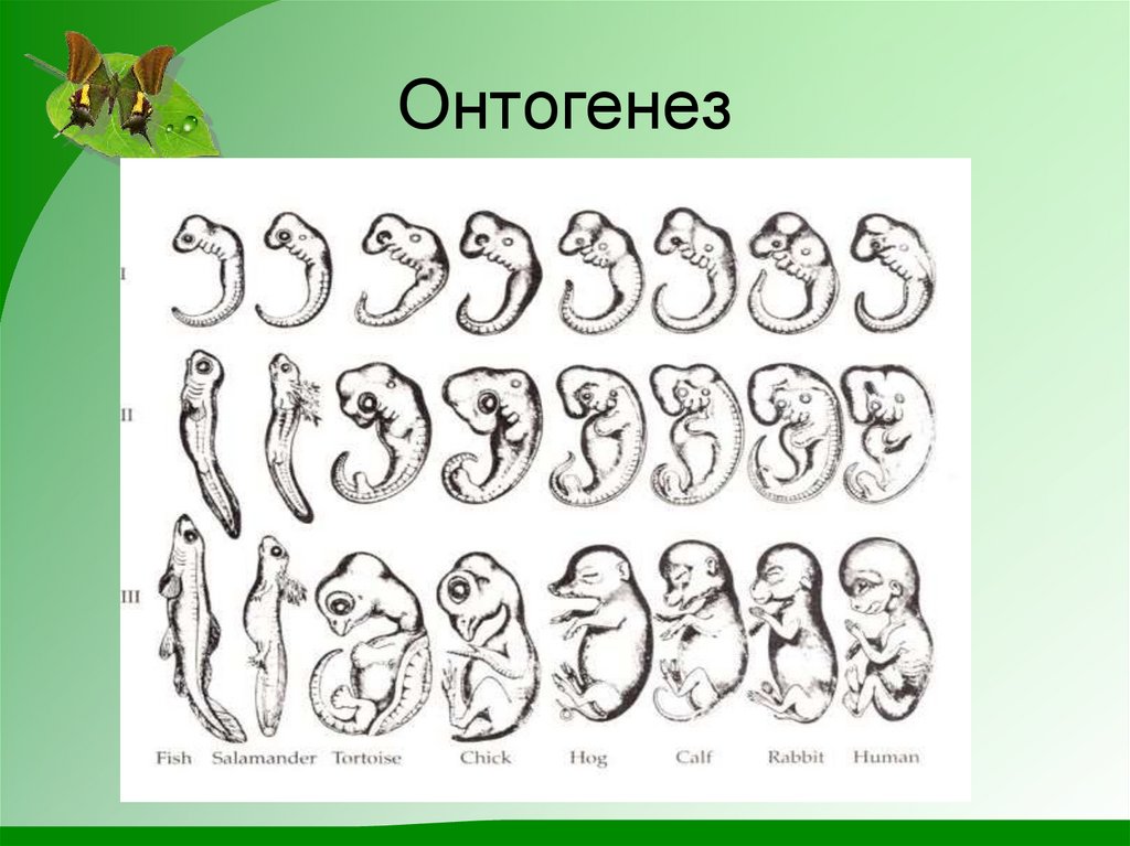 Онтогенез 2 стадия. Онтогенез. Онтогенез человека. Развитие онтогенеза. Эмбриональное развитие человека.