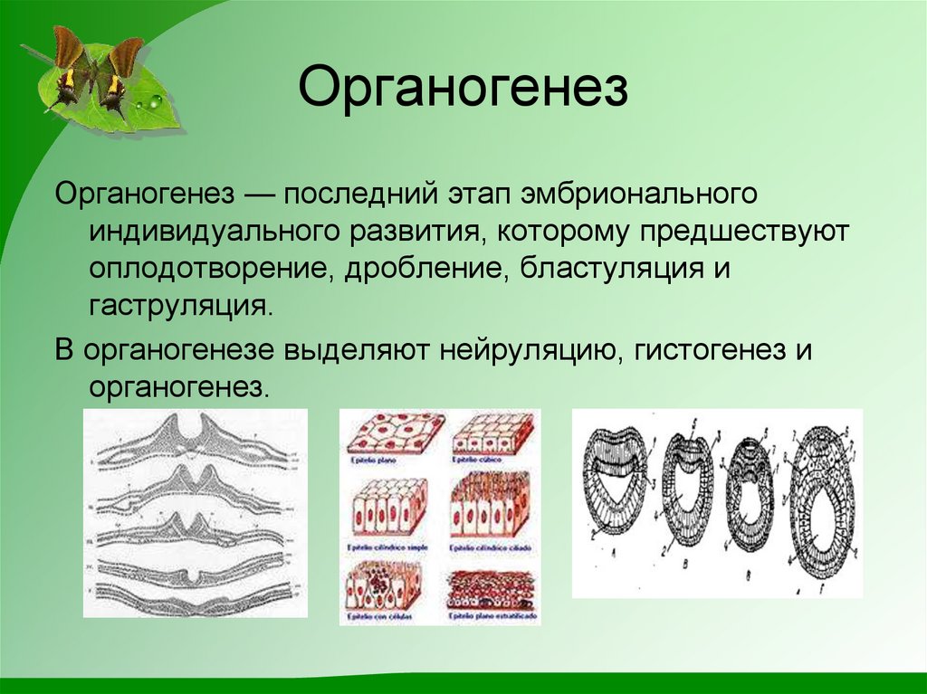 Три стадии характеризующие стадию органогенеза. Органогенез. Органогенез характеристика. Стадии органогенеза. Процессы органогенеза.
