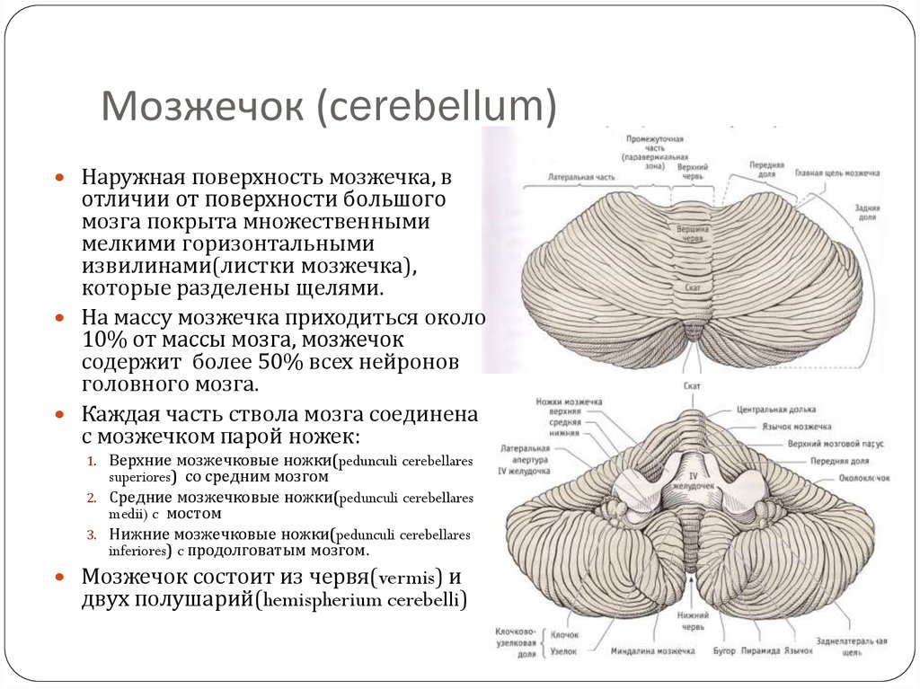 Ядра мозжечка схема