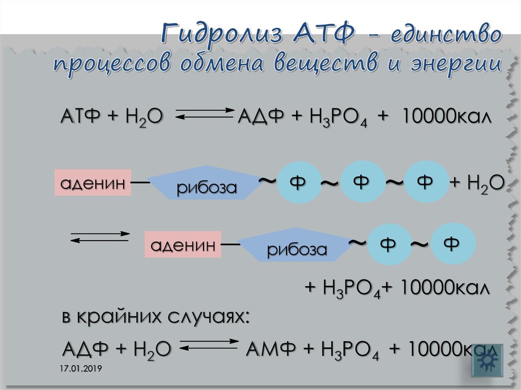 Разложение атф. Щелочной гидролиз АТФ. Уравнение реакции гидролиза АТФ. Продукты первой ступени гидролиза АТФ. Гидролиз АТФ реакция.