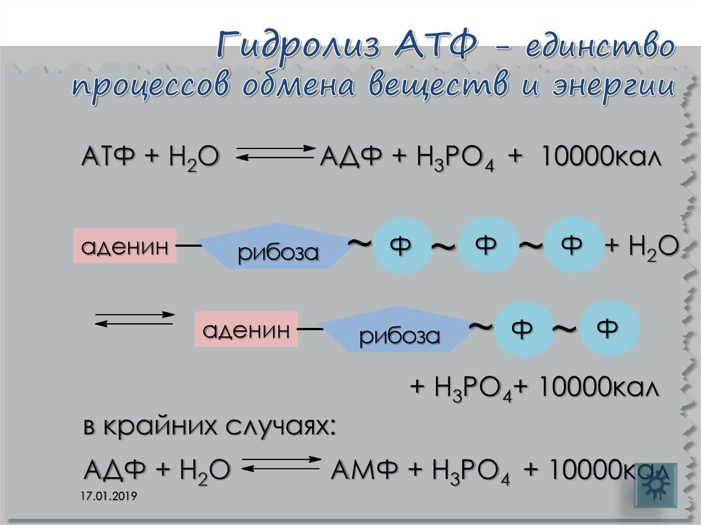 Реакция расщепления атф