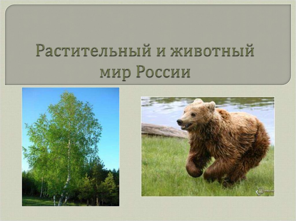 Презентация животный мир россии 8 класс география