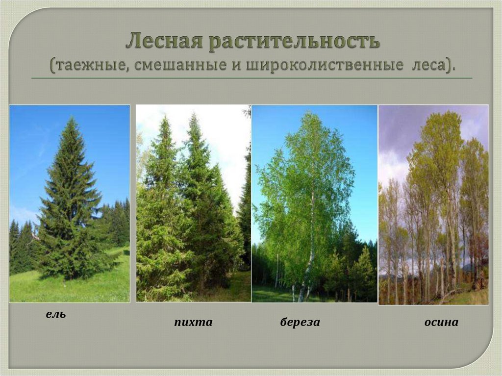 Типы почв характерны для смешанных лесов. Растительность смешанного леса. Растения смешанных и широколиственных лесов в России. Смешанные леса растительный и животный мир.