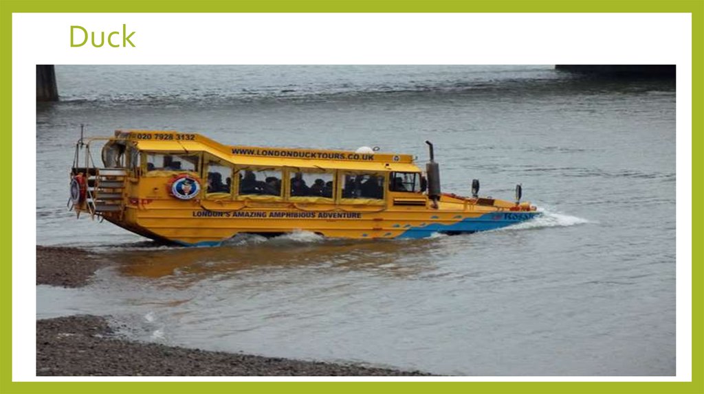 Duck