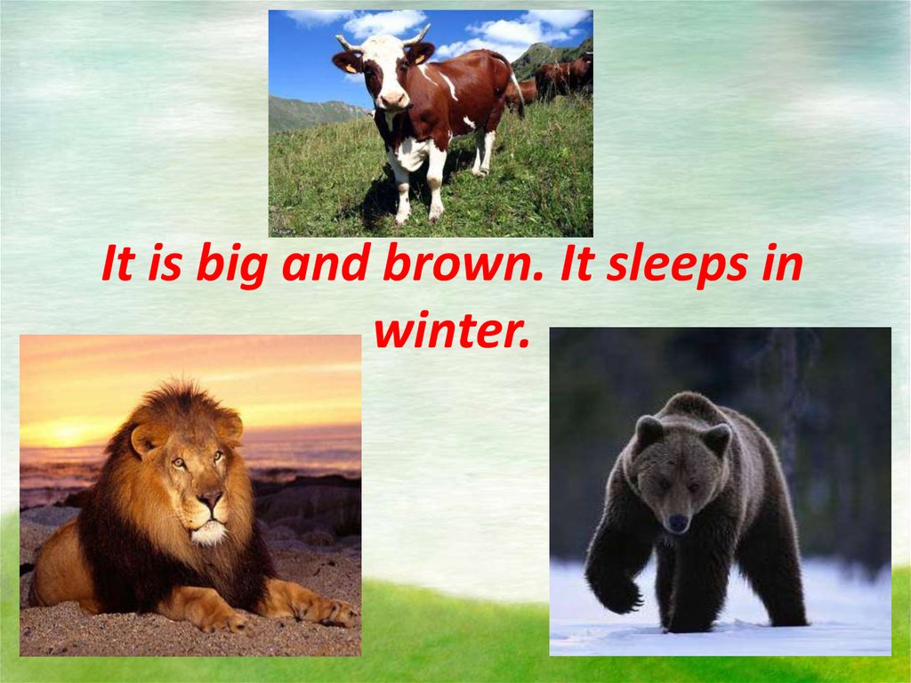It is big and brown. It sleeps in winter.