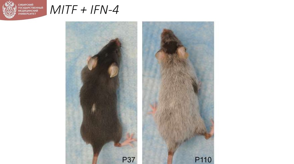 MITF + IFN-4