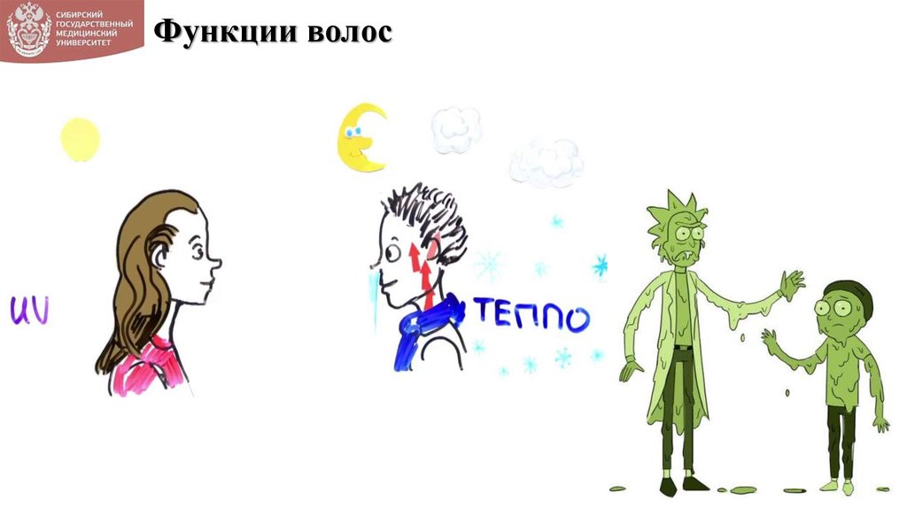 Функции волос