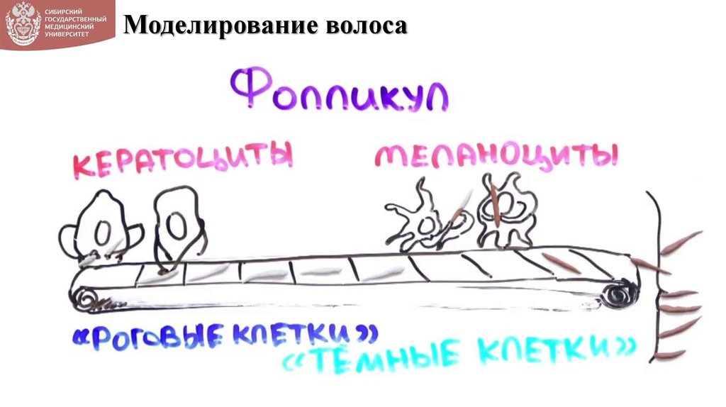 Моделирование волоса