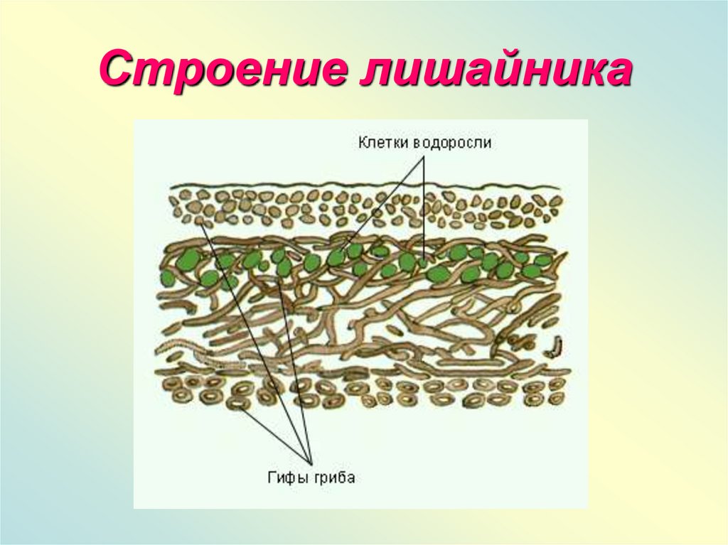 Тело лишайника состоит из гриба и водоросли. Строение слоевища лишайника рисунок. Схема внутреннего строения лишайника. Строение гетеромерного лишайника. Строение лишайников 6 класс биология.