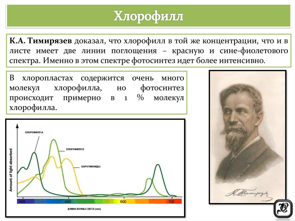 Хлорофиллы поглощают свет