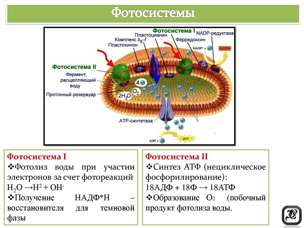 Фотосистема 1. Фотосистема 1 и фотосистема 2. Фотосинтез фотосистема 1 и фотосистема 2. Фотосистема 2 строение. Строение фотосистем 1 и 2.