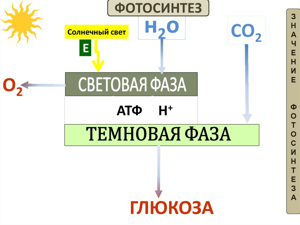 Глюкоза фаза фотосинтеза