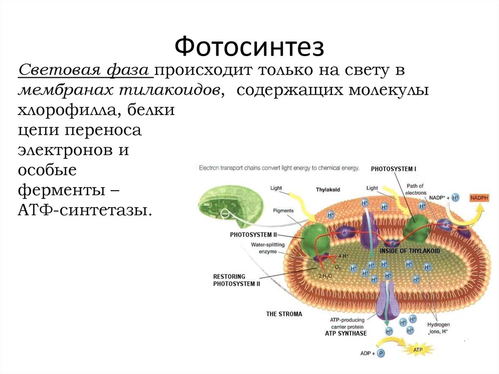 Световая фаза фотосинтеза 1