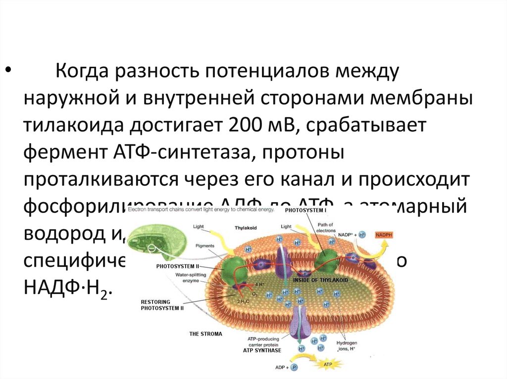 Фермент тилакоида