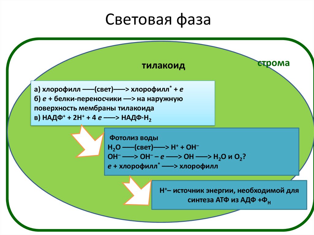 Выберите процессы происходящие в световой фазе фотосинтеза