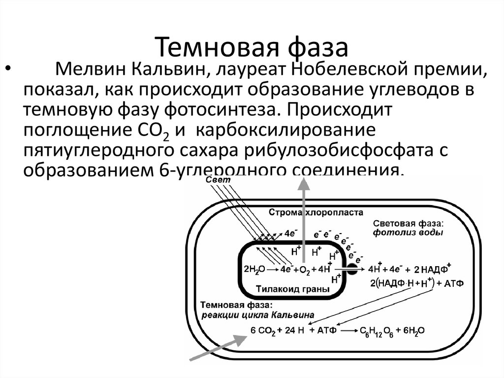 Темновая фаза фотосинтеза схема. Темновая фаза образование НАДФ. Темновая фаза цикл Кальвина.