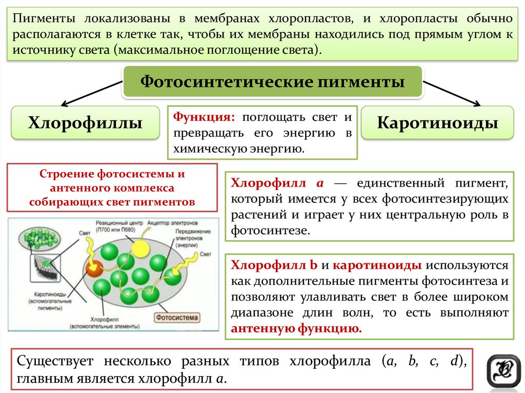 Диета это в физиологии питания