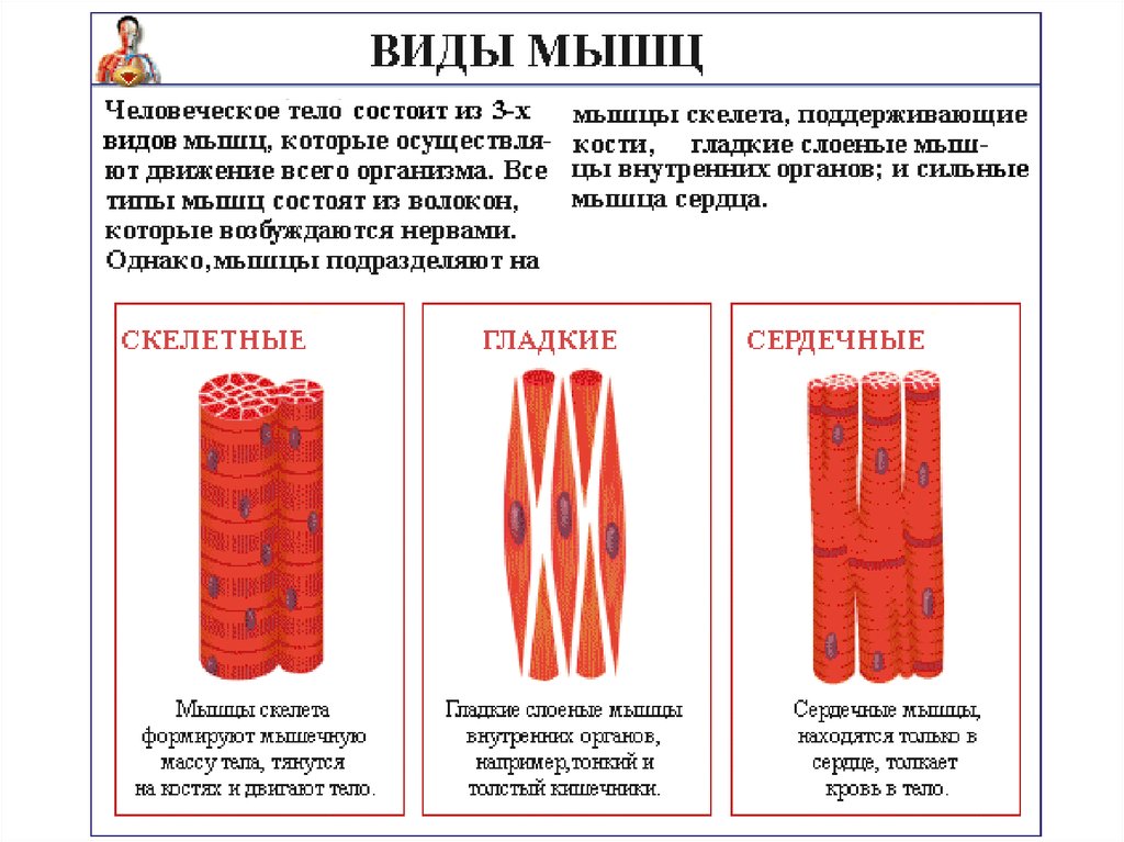 В состав какого органа входят мышечные клетки изображенные на рисунке