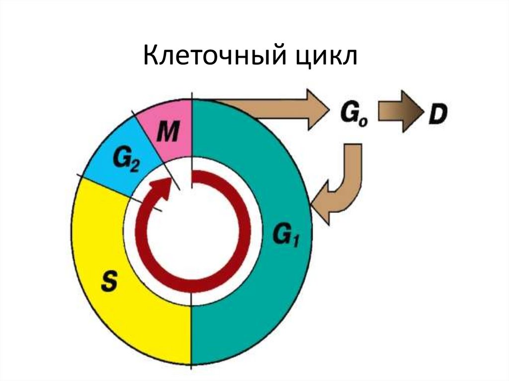 Порядок клеточного цикла