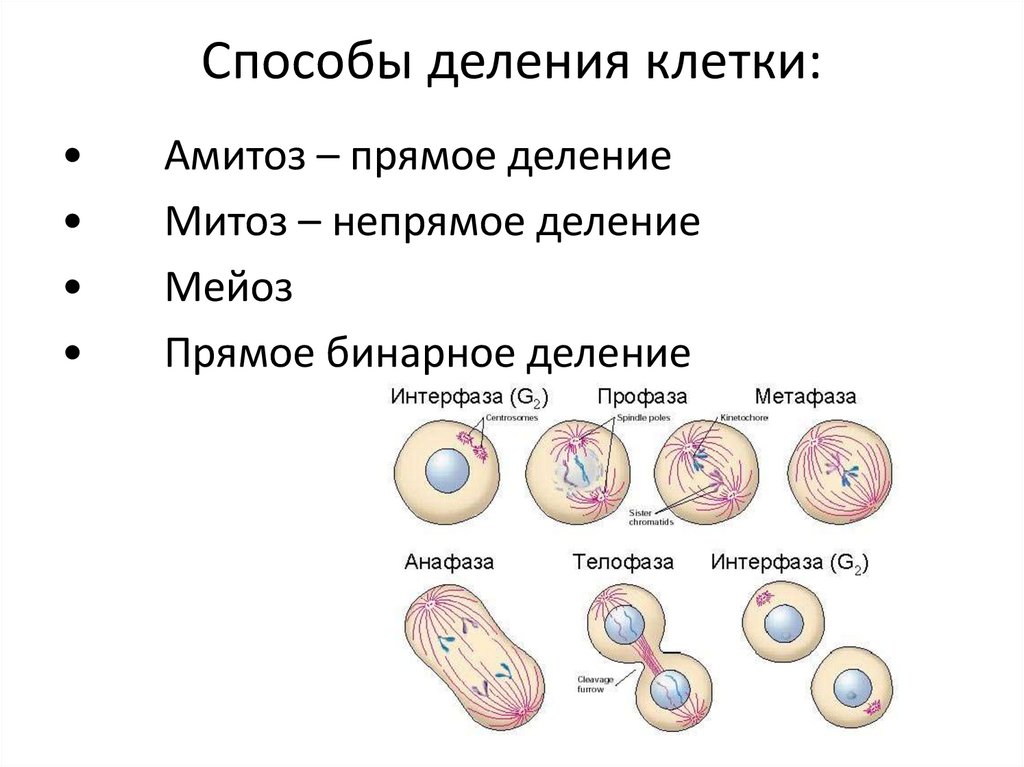 Биологический смысл деления клеток