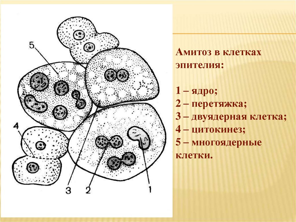 Способы деления клеток амитоз