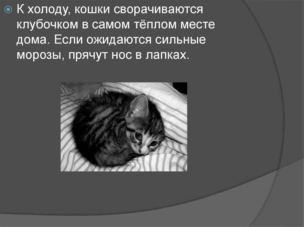 Почему кошка умирает дома. Поведение кошки и приметы. Приметы по кошкам. Приметы про кошек. Приметы про кошек и человека.