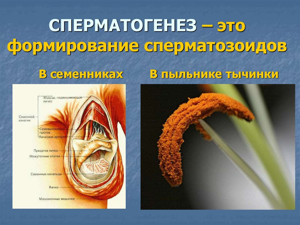 Сперматогонии гистология. Цитологические основы наследования альтернативных признаков. Стадия формирования сперматозоидов. Схема развития сперматозоидов. Формирование спермиев.
