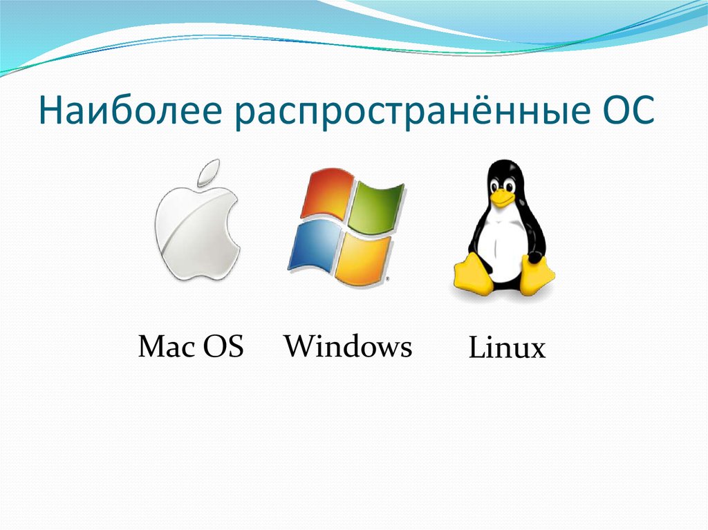 Виды ос презентация