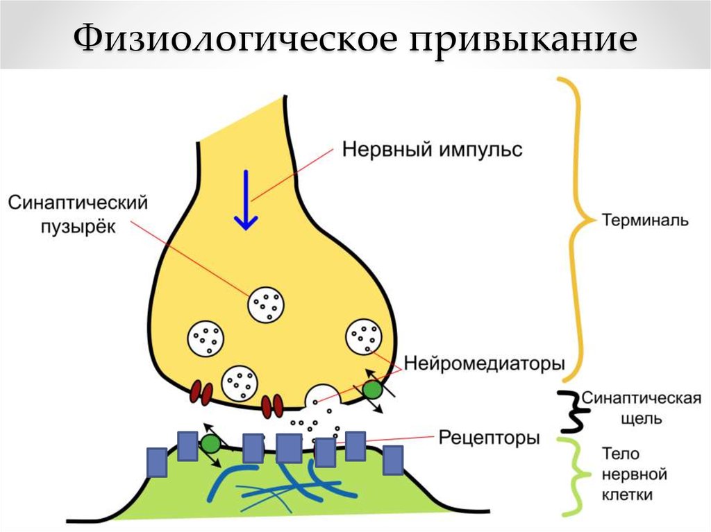 Физиологическое привыкание