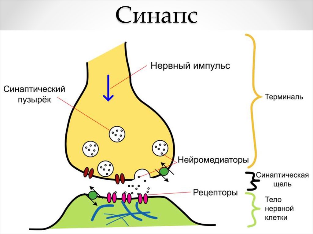 Рассмотрите рисунок холинергического синапса что обозначено цифрами