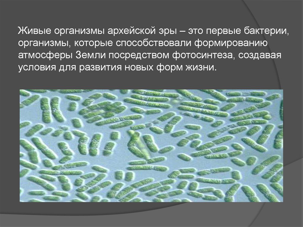 Живые организмы архея. Первые цианобактерии Архея. Первые бактерии архейской эры. Цианобактерии архейской эры. Архейская Эра первые живые организмы.