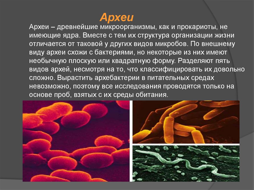 Археи. Архебактерии термофилы. Царство археи. Археи термофилы. Археи микробиология.