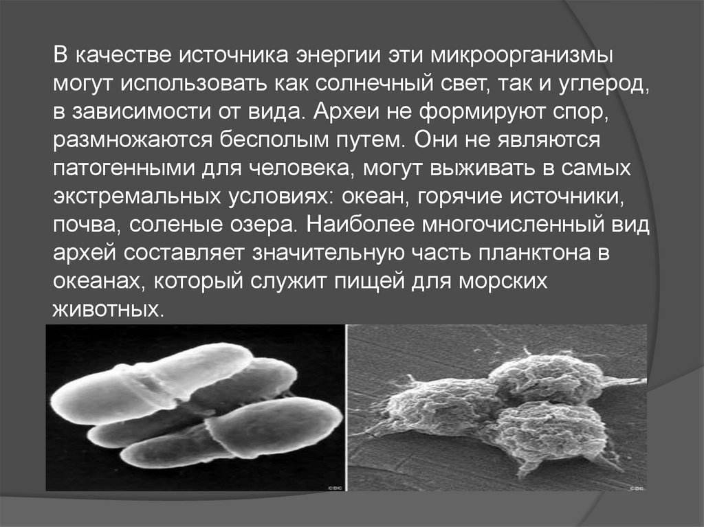 Древние археи. Археи археи. Археи метаногены. Надцарство археи. Археи и архебактерии.