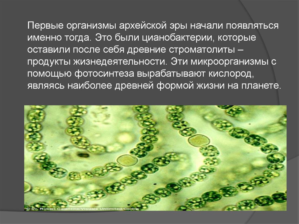 Первый организм в мире. Синезелёные водоросли цианобактерии. Цианобактерии сине-зеленые водоросли. Цианобактерии архейской эры. Прокариотические цианобактерии.