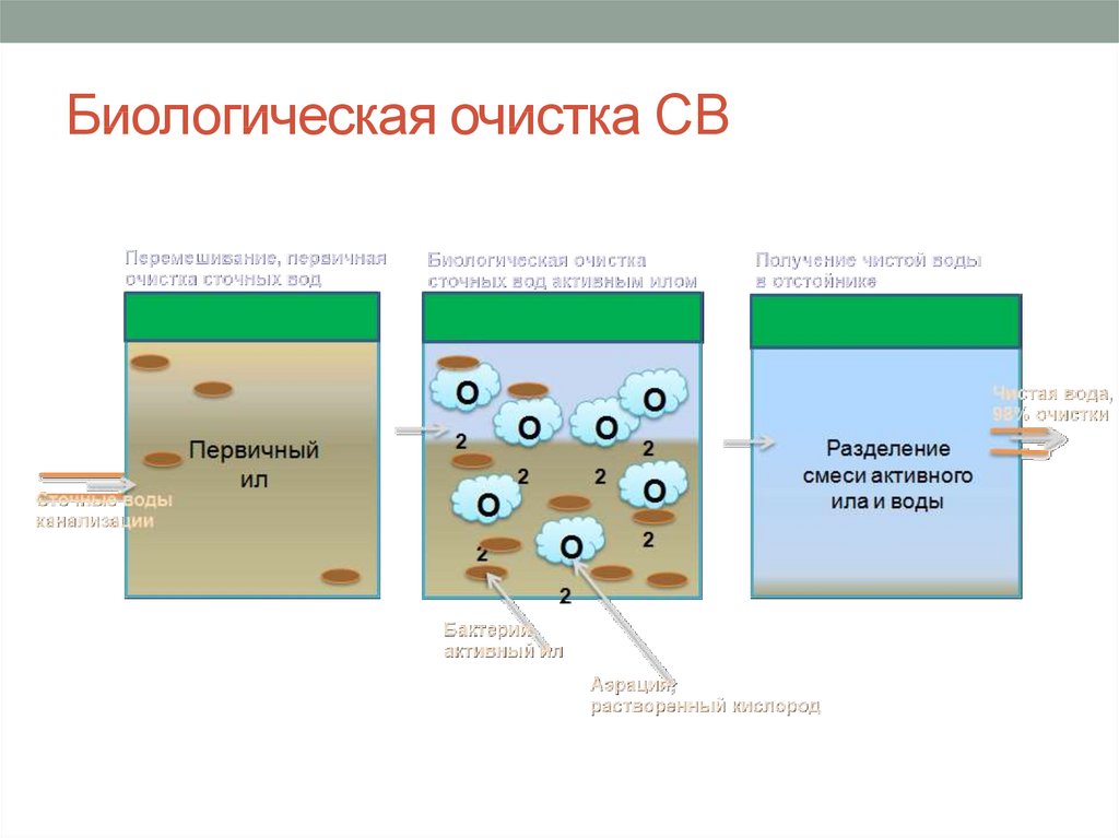 Биологическая очистка сточных вод. Бактерии используются для очистки сточных вод. Биологический этап очистки сточных вод. Биологическая очистка сточных вод микроорганизмами. Микроорганизмы активного ила для очистки сточных вод.