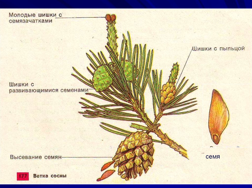 Примеры голосеменных растений 7 класс