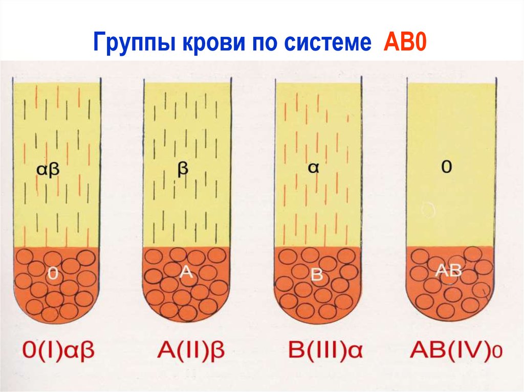 Abo группа крови. Система ав0 группы крови. Ab0 группа крови. Группы крови по системе аб0. Группы крови по системе ав0.