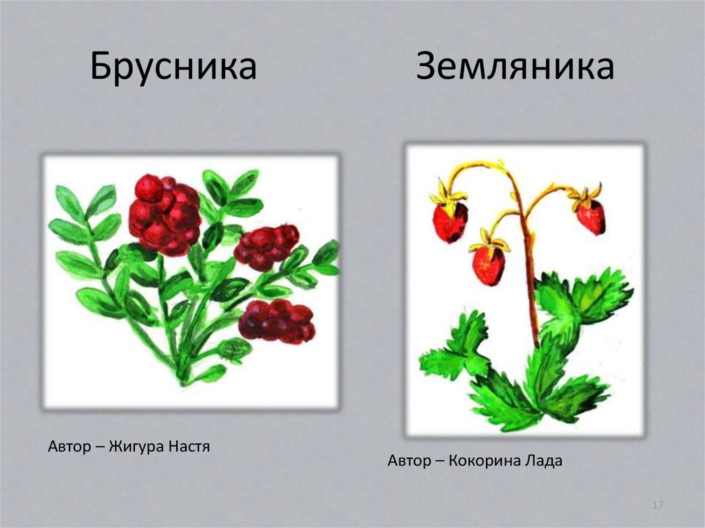 Земляника разбор слова схема - 95 фото