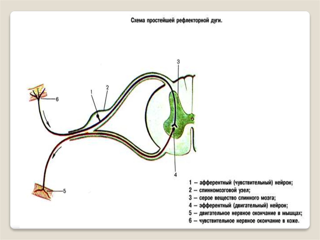 Рефлекторная дуга схема. Схема строения спинномозговой рефлекторной дуги. Схема простой рефлекторной дуги анатомия. Схема строения спинного мозга с рефлекторной дугой. Схема простейшей рефлекторной дуги рисунок.