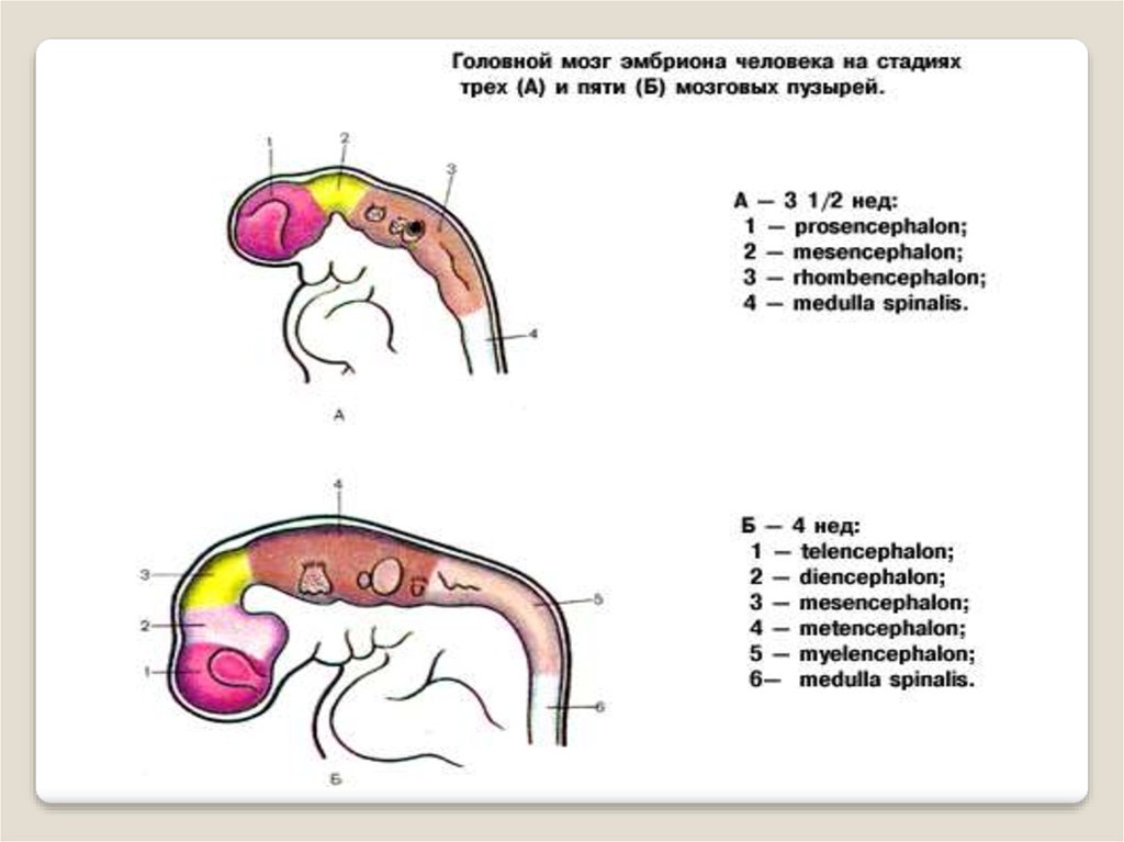 Стадия пяти мозговых пузырей. Мозг эмбриона стадия трех мозговых пузырей рисунок.