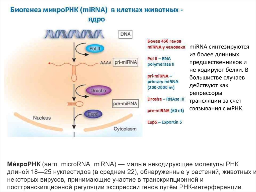 Биогенез