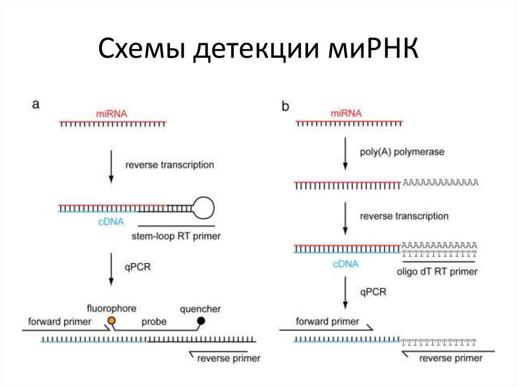 Схема белка